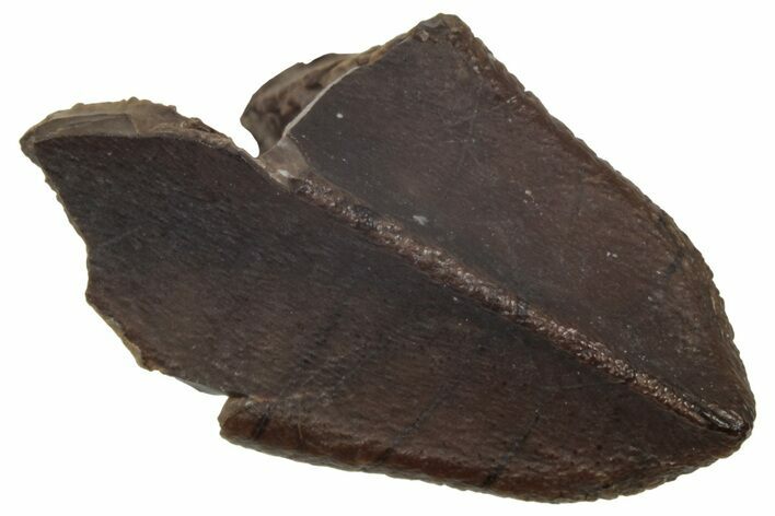 Fossil Hadrosaur (Edmontosaurus) Tooth - Wyoming #350569